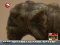  ߵ飺è