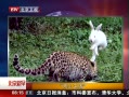 硷 С޲