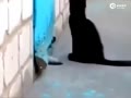 ƵèԮסĹ