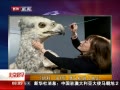硷 ءӥͷչ