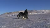 ƵˤЦϼ