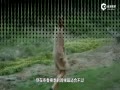 ղݸ-ɫ߸