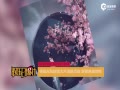 ƵݹŷƬ鶯 Ψ