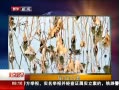 硷 кˮī