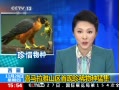 ֱ䡷  ϲɽϡ