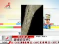 ӽ硷 ڻᷢ