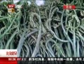 硷  СҳҰ˻°