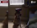 鹷Ϊϴ贵ͷ