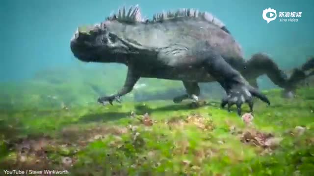 实拍现实版"哥斯拉"怪兽现身太平洋 长两米