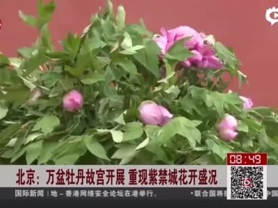 《看东方》北京：万盆牡丹故宫开展  重现紫禁城花开盛况