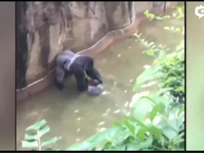 大猩猩因男童爬进围栏遭射杀