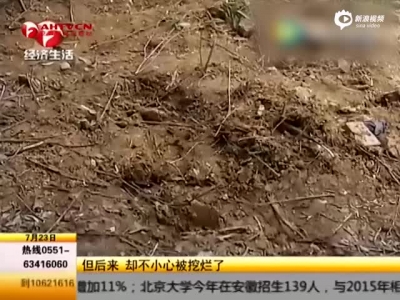 市民种树时挖到22斤重太岁