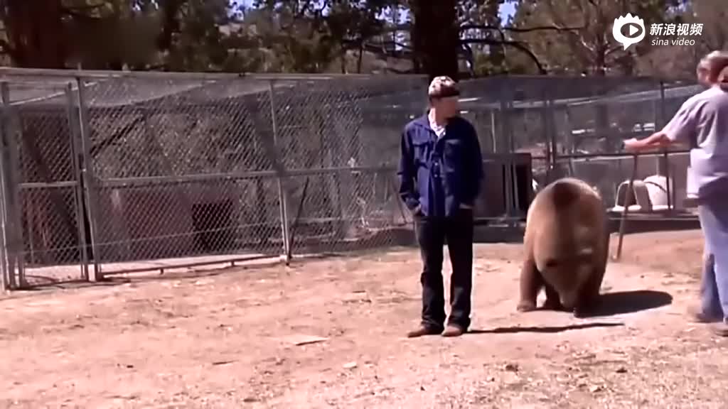 实拍男子冒险与棕熊拍照 熊突然将其扑倒撕咬