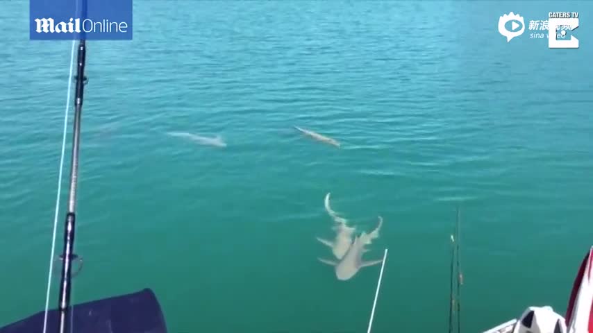 澳夫妇海上钓鱼遭两面夹击 鲨鱼和鳄鱼同现