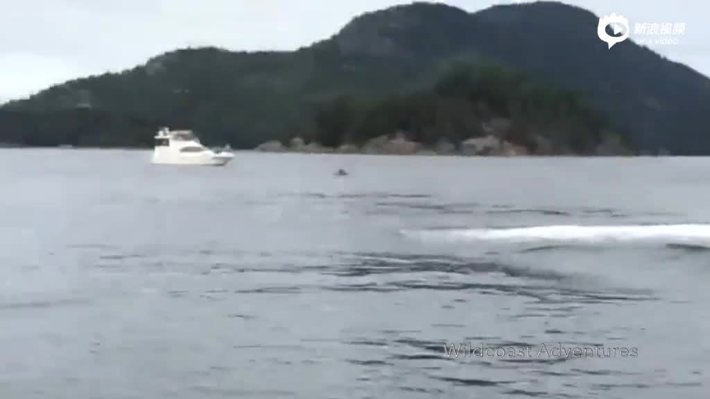 壮观！座头鲸翻滚跃出海面 水花四溅波动皮艇