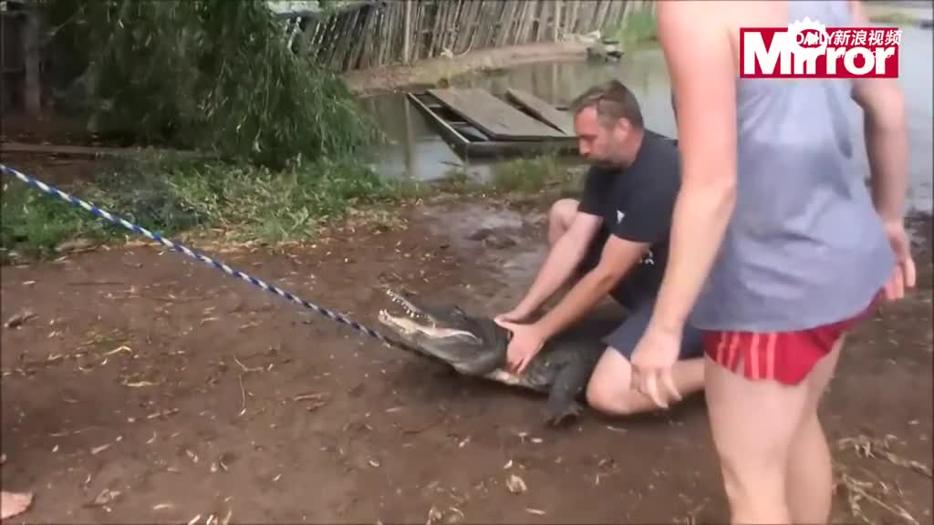 训导员试图制服鳄鱼给游客看 反被咬掉手指