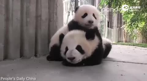 大熊猫给小伙伴按摩 萌化了！