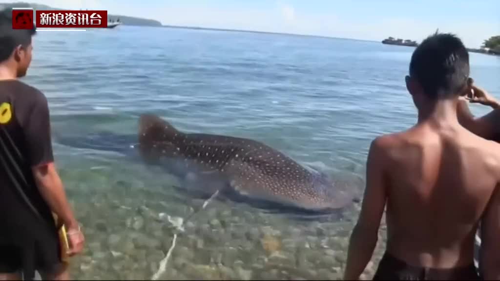 俄游客从印尼渔夫手中购小鲸鲨 将其放生