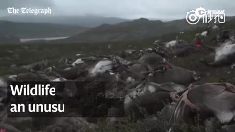 航拍挪威300多野生驯鹿集体死亡 疑遭雷击