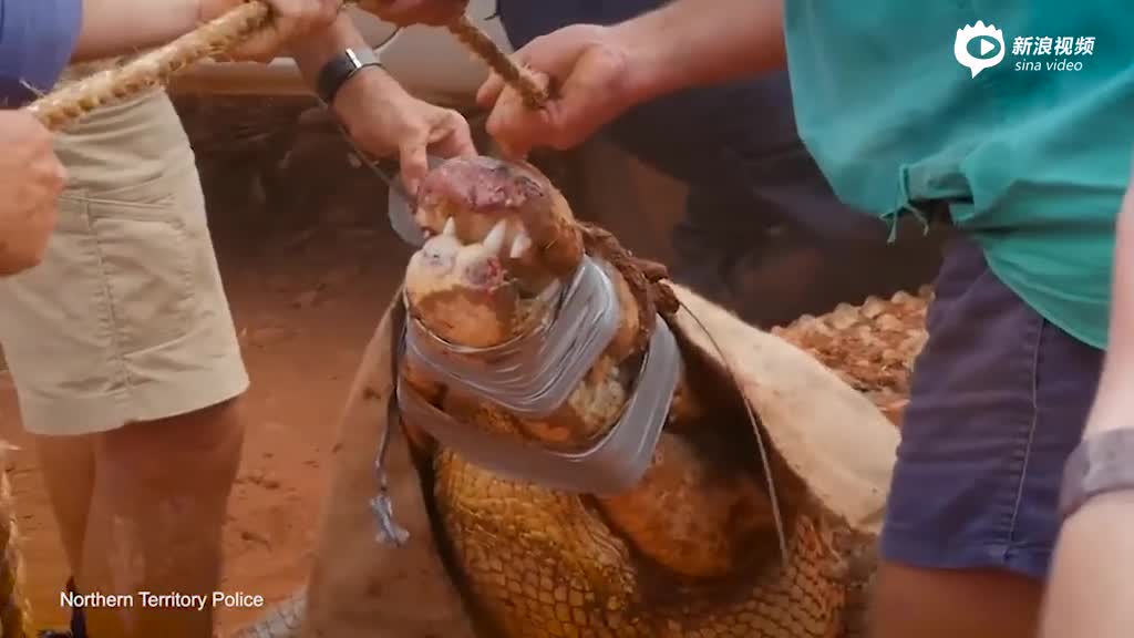 实拍：澳洲四英尺长食畜鳄被活捉