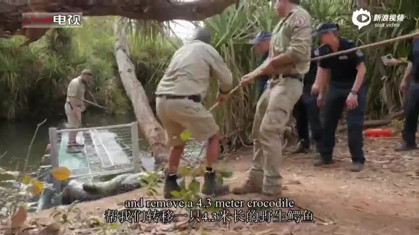 实拍中澳美军人捕获4.3米长野生鳄鱼