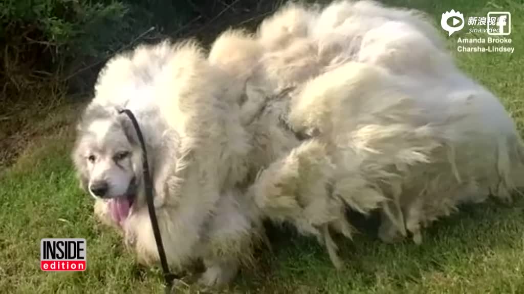 狗狗被困牛舍6年变成“大绵羊” 毛发重达32斤