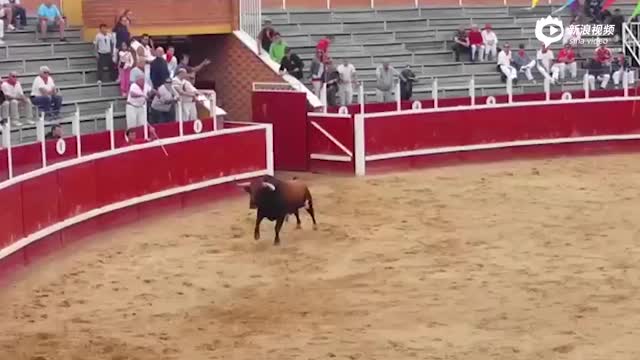 西班牙两斗牛头部高速对撞 瞬间双亡