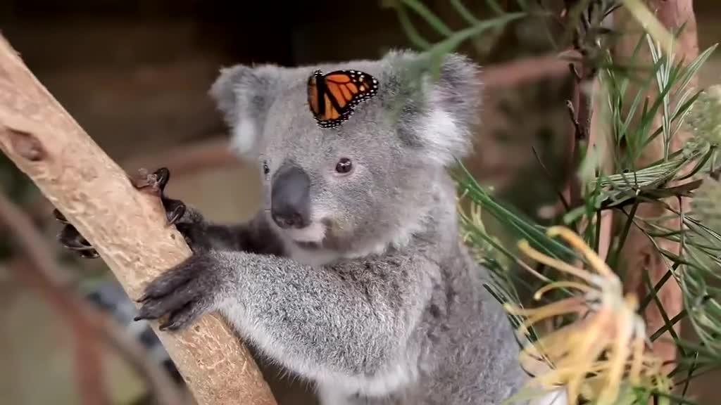 萌化了！实拍悉尼动物园考拉与蝴蝶亲吻嬉戏