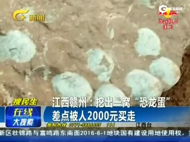 工人挖出20枚“恐龙蛋”化石 差点被2000元买