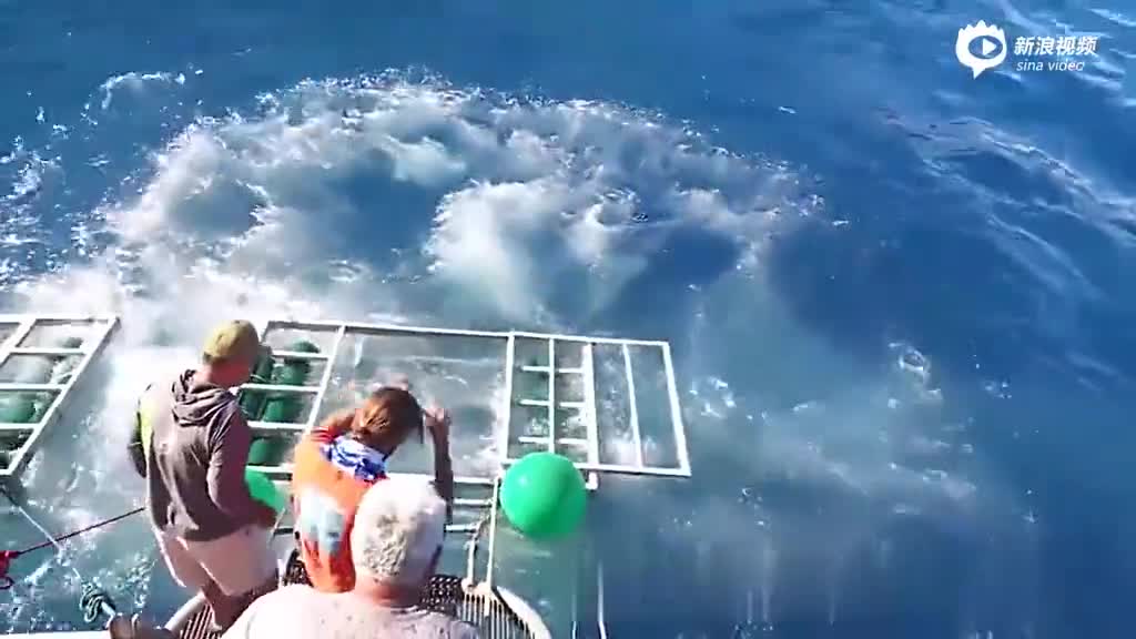 实拍潜水员防鲨笼内工作 险被突击大白鲨咬死