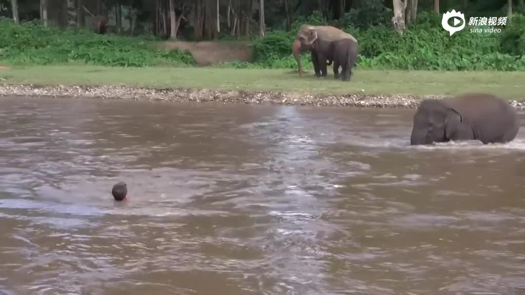 工作人员游泳过河 小象误以为其溺水渡河施救