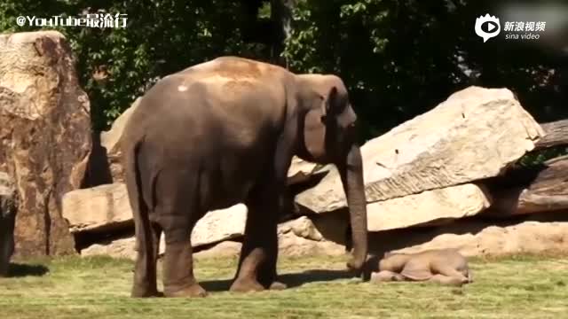 实拍：小象倒地不起让人忧心 没想到竟是睡着了