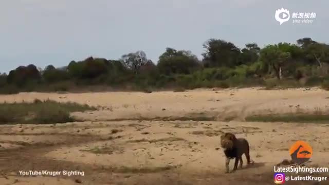 非洲雄狮欲偷袭捕食沉睡猎豹 游客淡定围观拍摄
