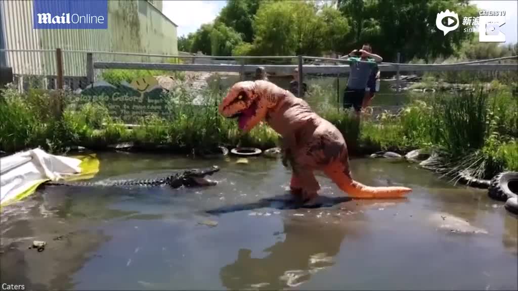 男子扮成恐龙戏弄水中鳄鱼 培养其“争食”感觉