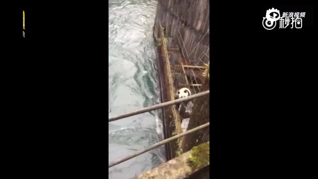 野生大熊猫渡河失败 被冲到水电站后获救