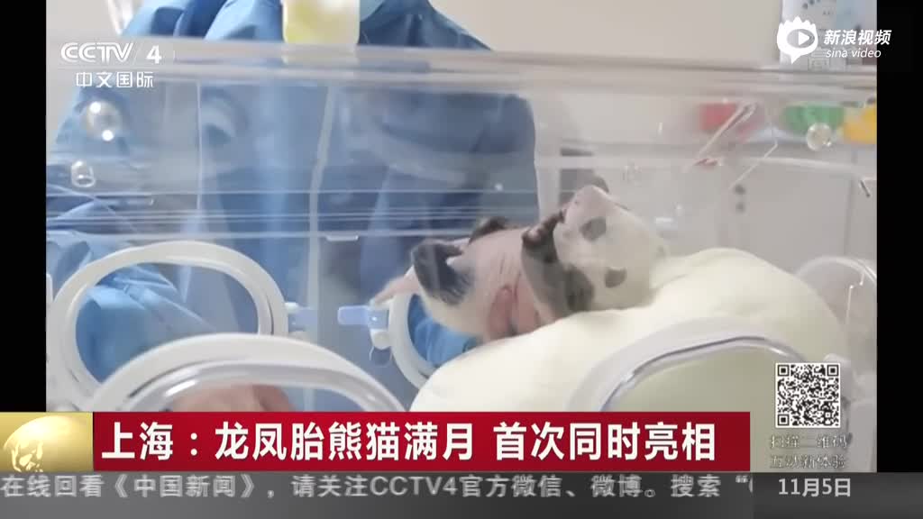 上海龙凤胎熊猫宝宝满月 首次同时亮相
