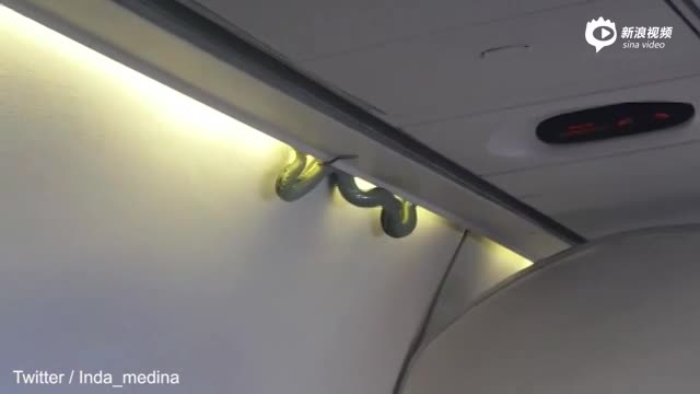 飞机行李架上现1.5米大青蟒 乘客被吓懵