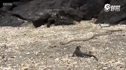 蜥蜴海滩遭群蛇追杀 场面堪比大片