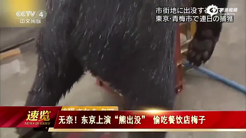 日本一餐饮店仓库现大棕熊 15吨梅子被偷吃