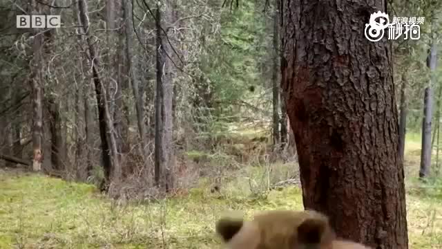 加拿大棕熊背靠大树挠痒 姿势妖娆如跳舞
