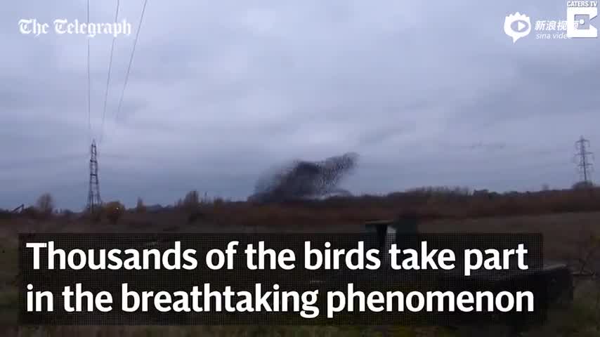 英国上万只鸟空中“群舞”：景象壮观宛若黑云