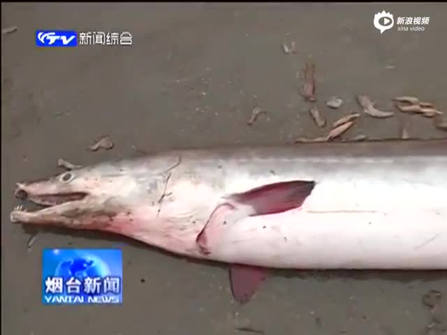 渔民捕获巨型“鳝鱼王”：1.86米长 26斤重