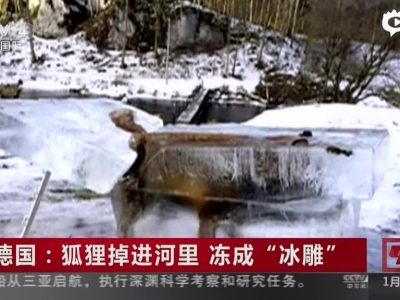 德国：狐狸掉进河里  被冻成“冰雕”