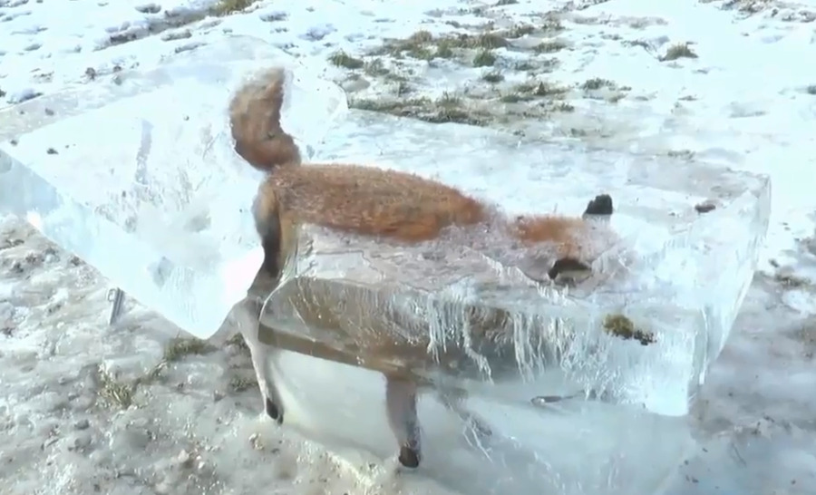 极寒天气持续肆虐欧洲 狐狸落水被冻成冰塑
