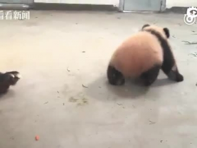 大熊猫母子突发重病死亡