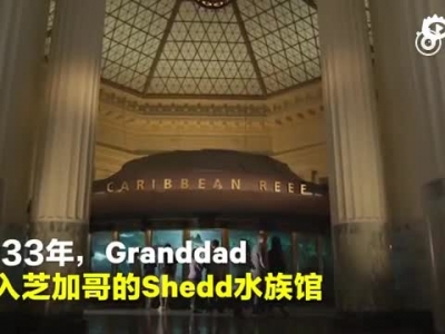 百岁老鱼 器官老化被安乐死