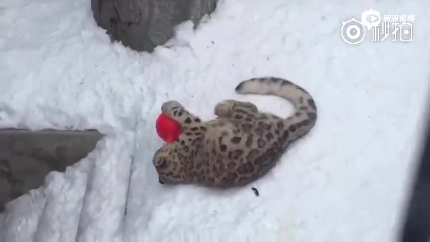 北海道旭山动物园的小雪豹,最近严重沉迷玩雪球