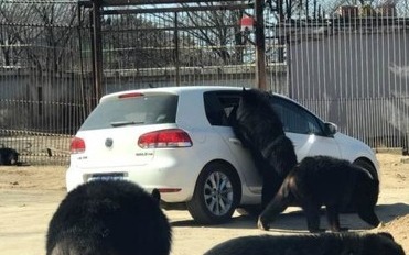 险！八达岭动物园黑熊将爪子伸进游客车窗