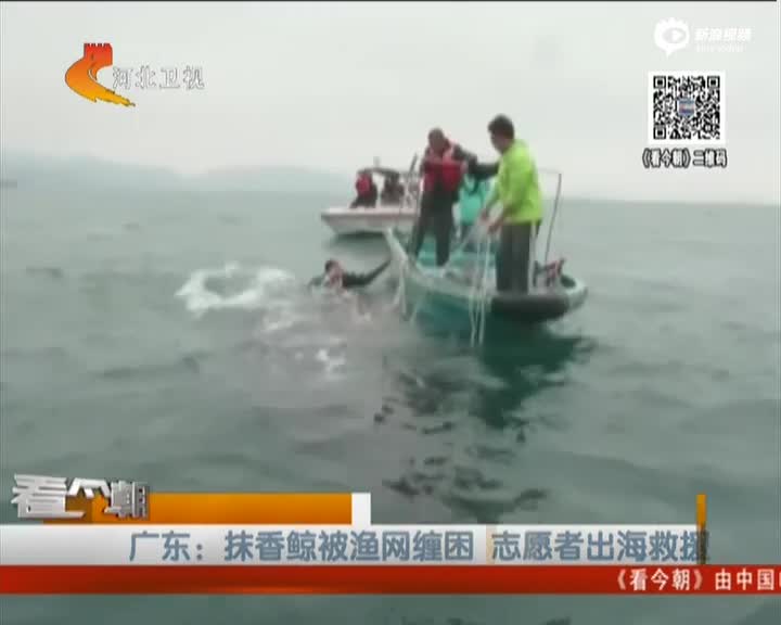 广东抹香鲸被渔网缠困 志愿者出海救援