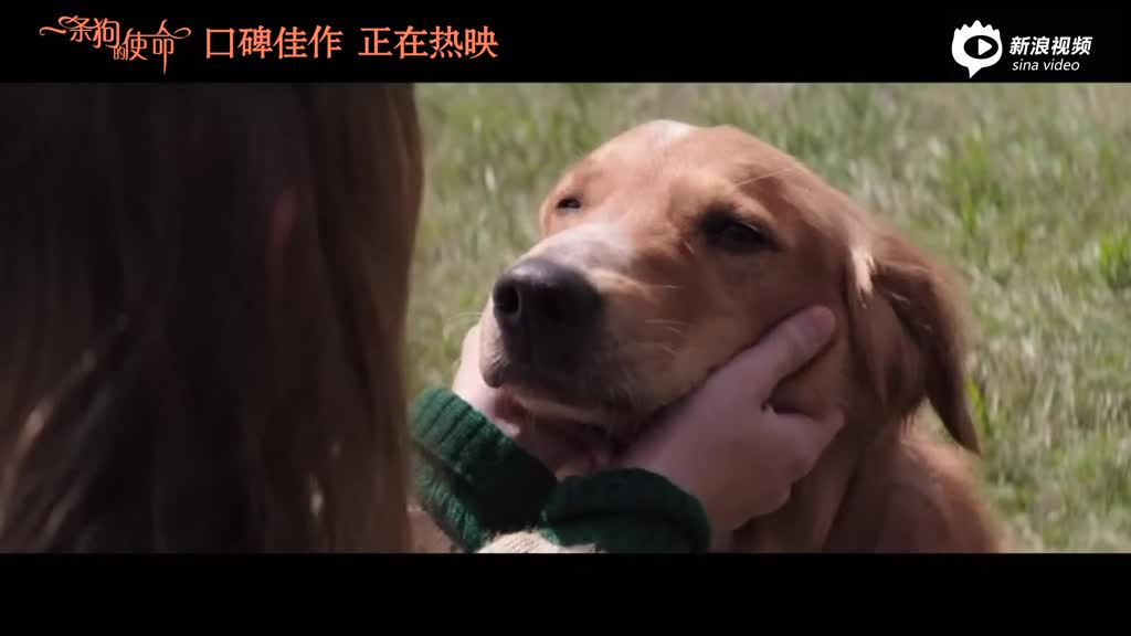 "史上最萌电影"《一条狗的使命》票房剑指5亿